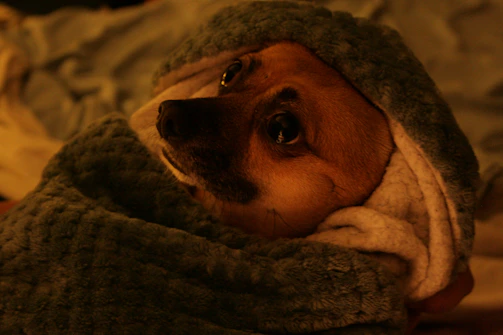 A warm photo of a rescued dog looking hopeful in a cozy shelter.