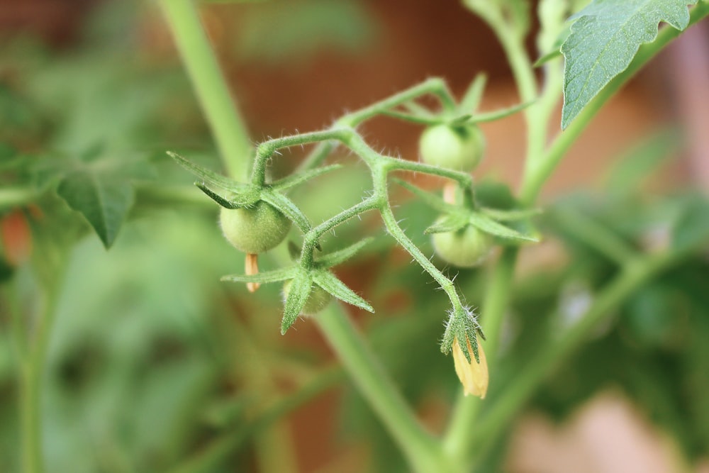 green plant with water droplets