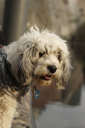A fluffy dog with curly, white and grey fur looks off to the side, wearing a textured jacket. It has a blue name tag attached to its collar, and the background is softly blurred, suggesting an outdoor setting.