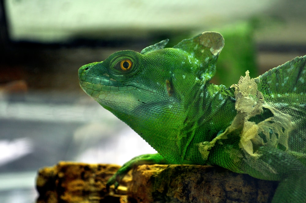 green lizard on brown wood