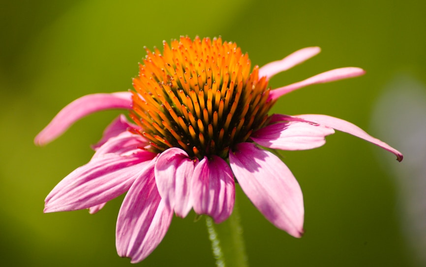 A vibrant close-up of a blooming echinacea flower, symbolizing natural healing.