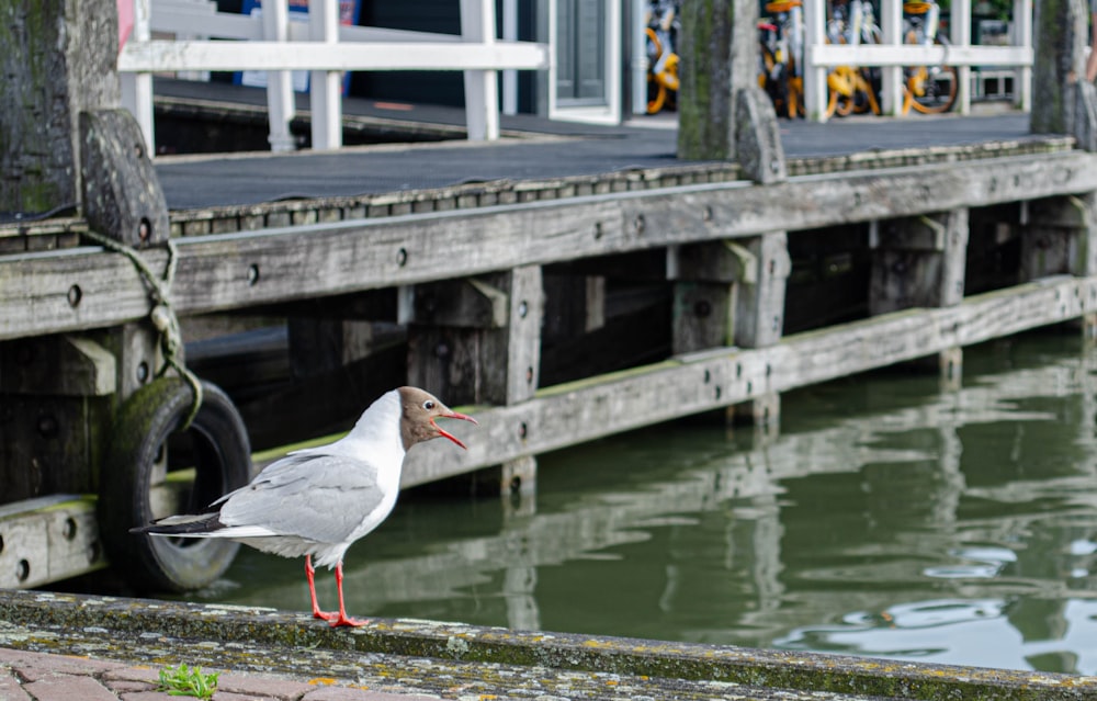 oiseau blanc et gris sur le quai en bois brun pendant la journée