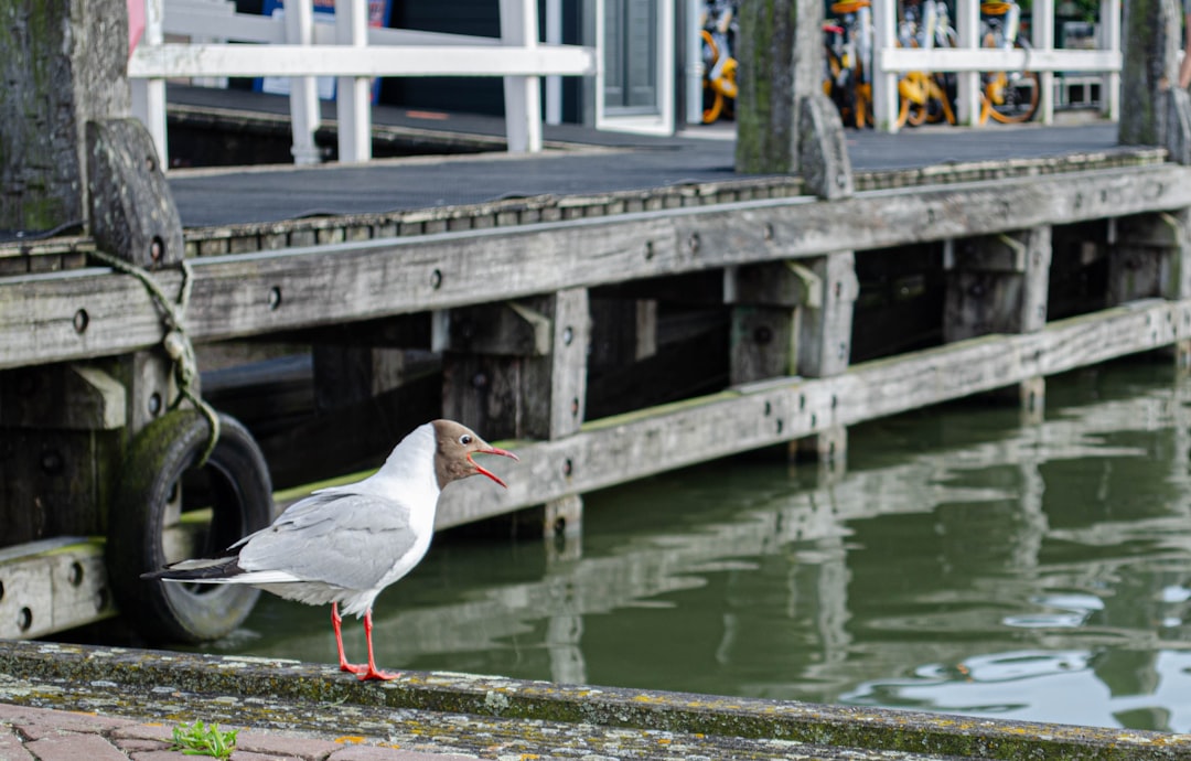 Waterway photo spot Marken Amsterdam-Noord