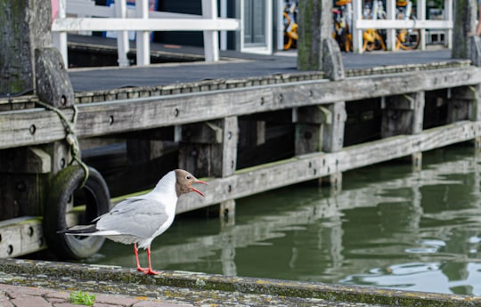 white and gray bird on brown wooden dock during daytime in Marken Netherlands