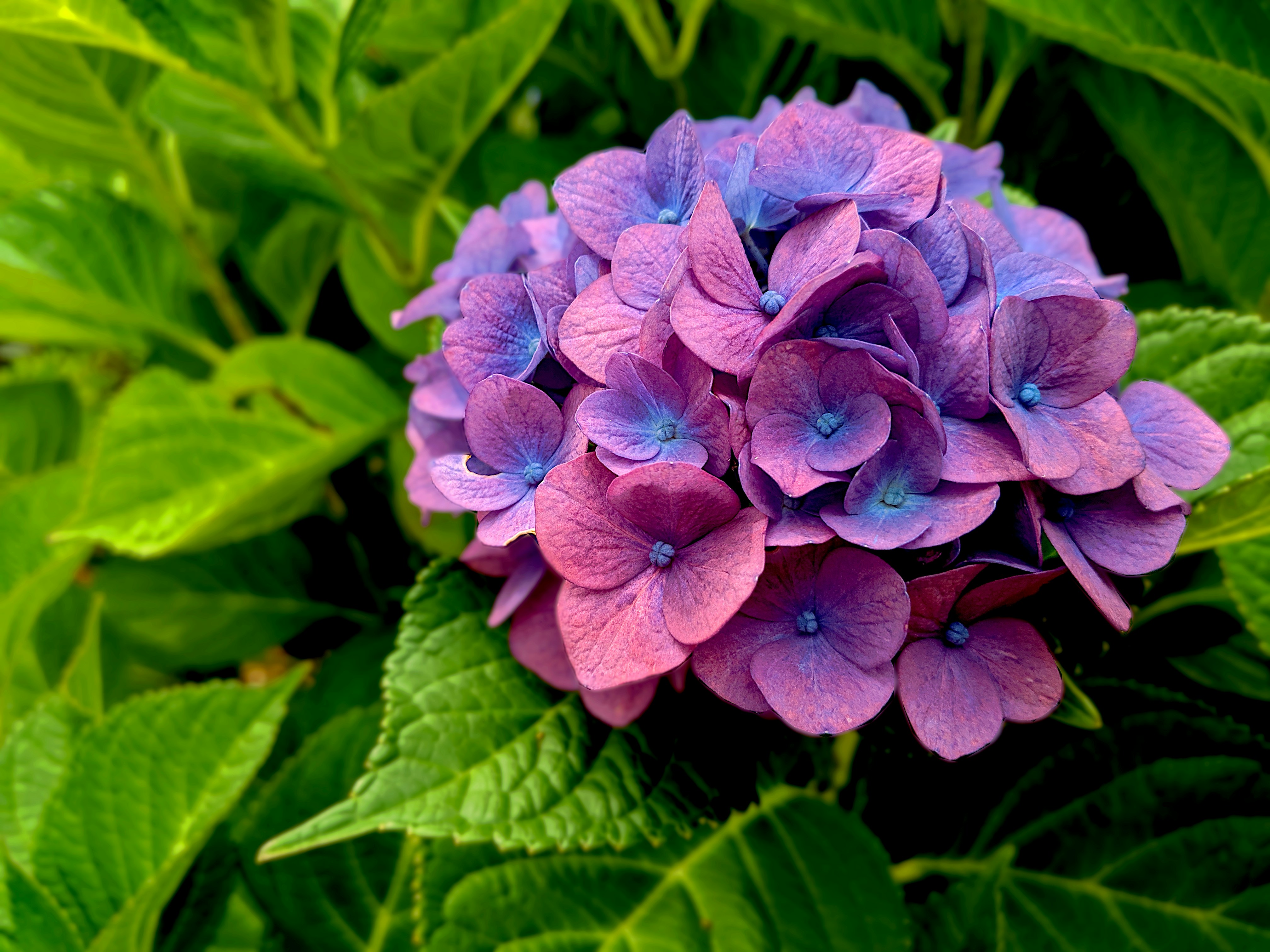 Image of Macro shot of hydrangea flowers