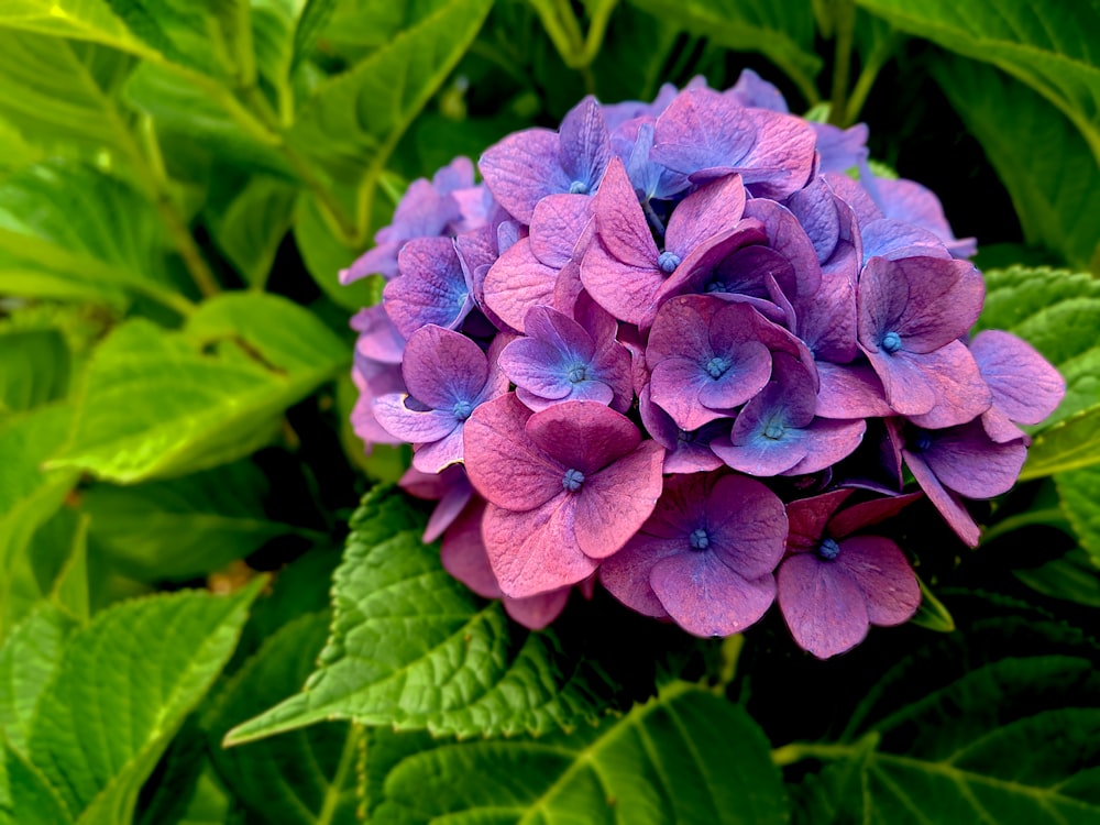 マクロショットの紫色の花