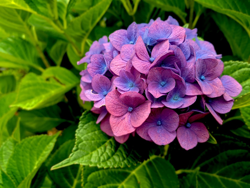 fleur violette dans la photo macro