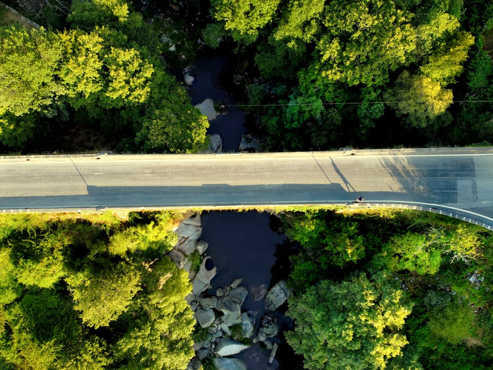 aerial view of green trees and road