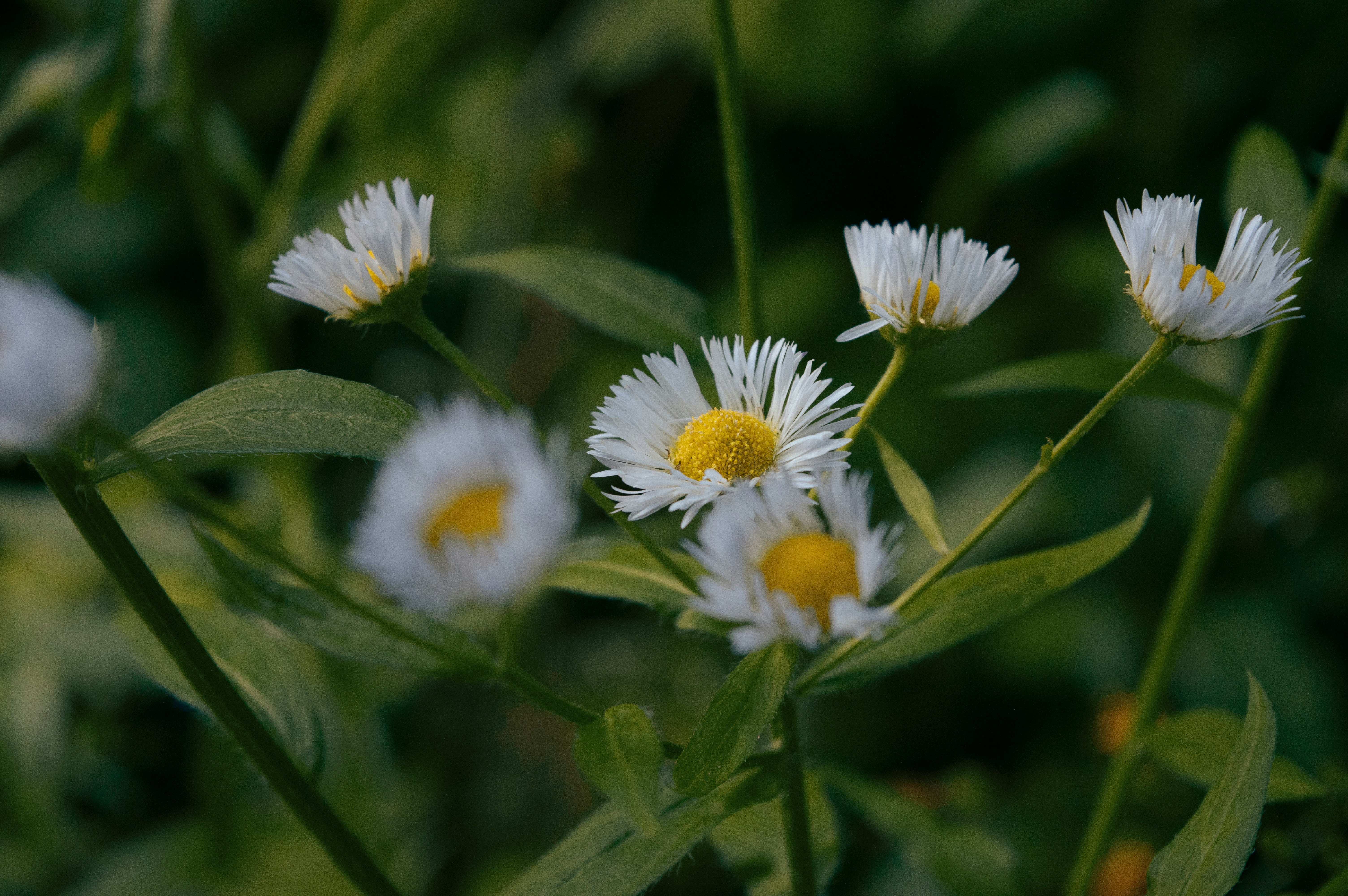 Photo by claudiumorut