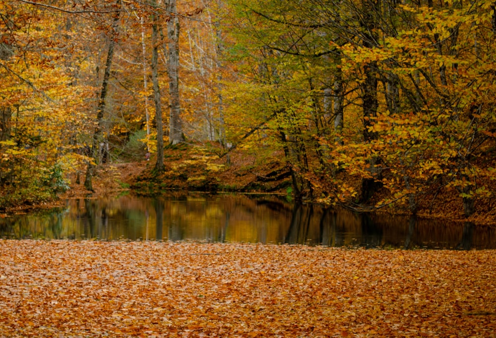 braune Bäume am Fluss während des Tages