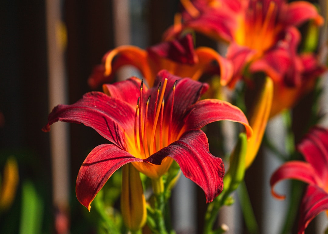 red and yellow flower in tilt shift lens