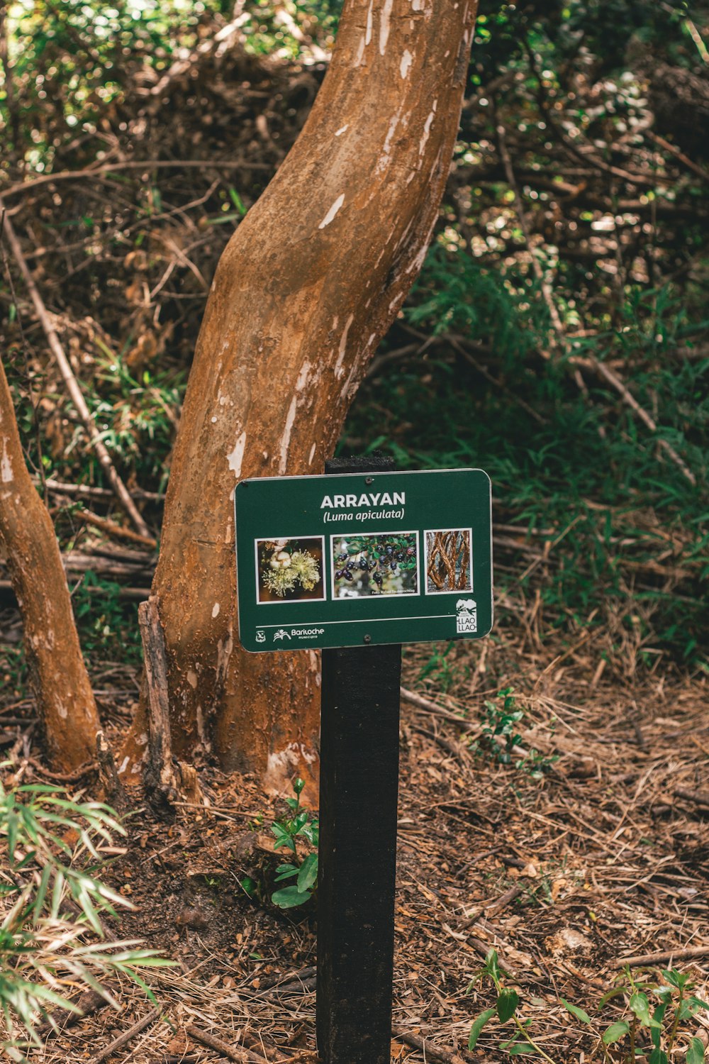 black and white wooden signage