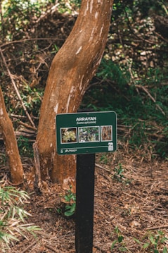 A tree with a light brown trunk stands in a forested area with scattered green foliage and brown leaves covering the ground. In front of the tree, there is a dark green sign with the word 'Arrayan' and the botanical name 'Luma apiculata'. The sign includes small images related to the tree.