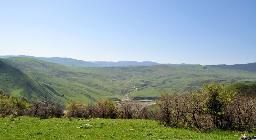 green grass field and trees under blue sky during daytime