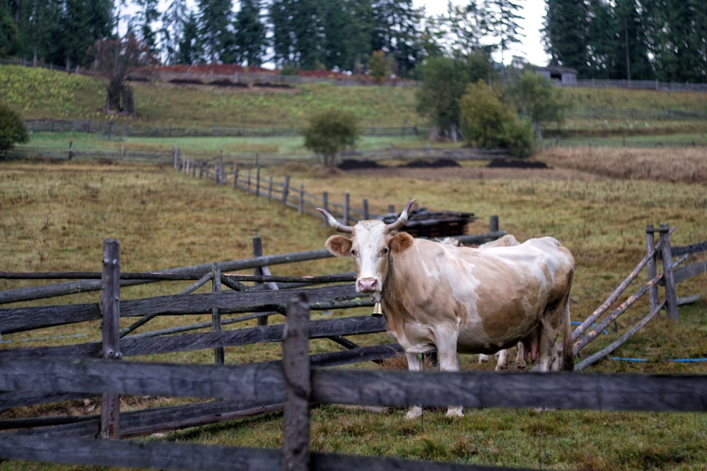 white cow on green grass field during daytime
