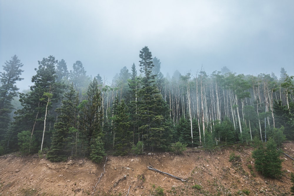 green trees on brown soil under white sky during daytime