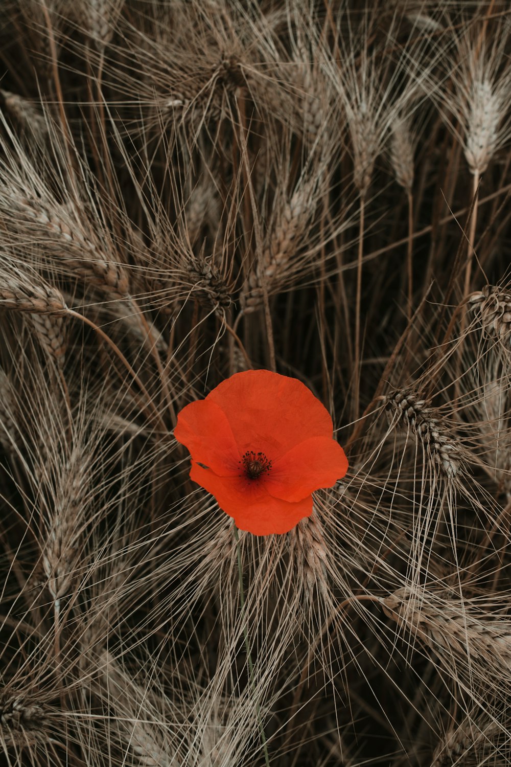 red flower on brown wheat