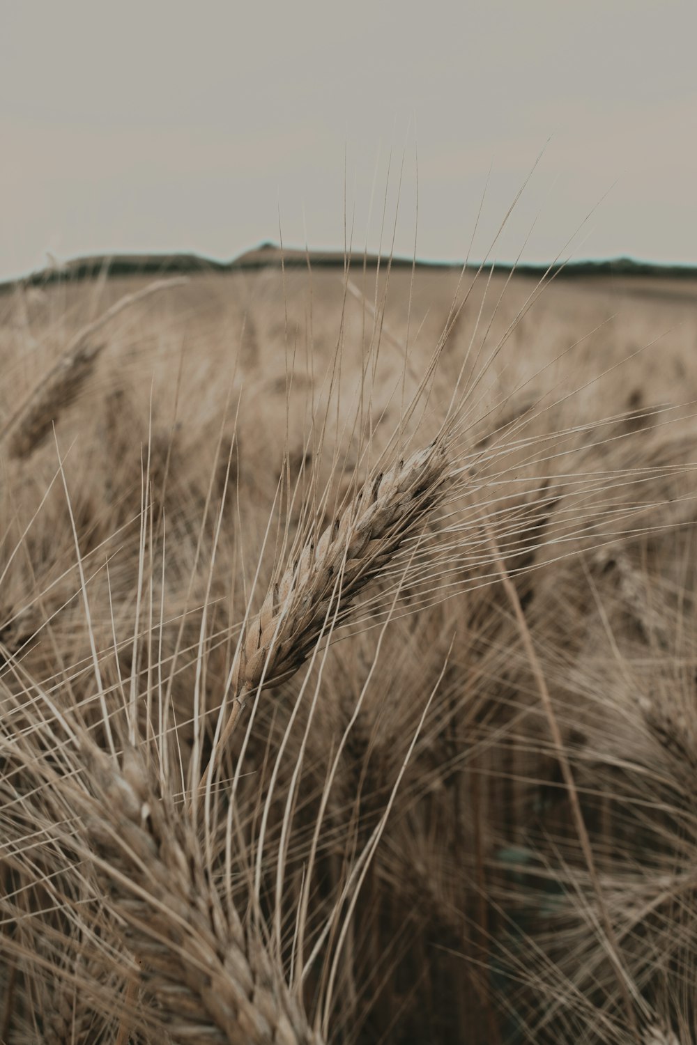 campo di grano bruno durante il giorno