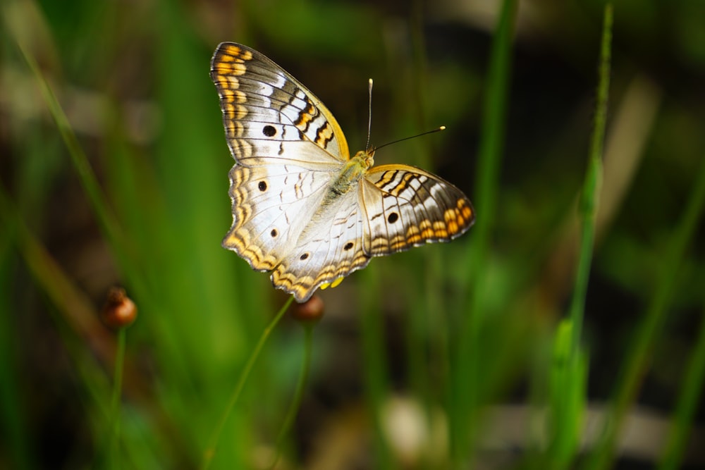 white and black butterfly on green plant