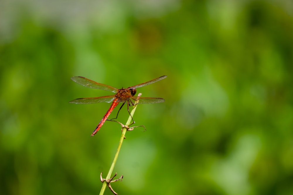 brown and red dragonfly perched on brown stem in tilt shift lens
