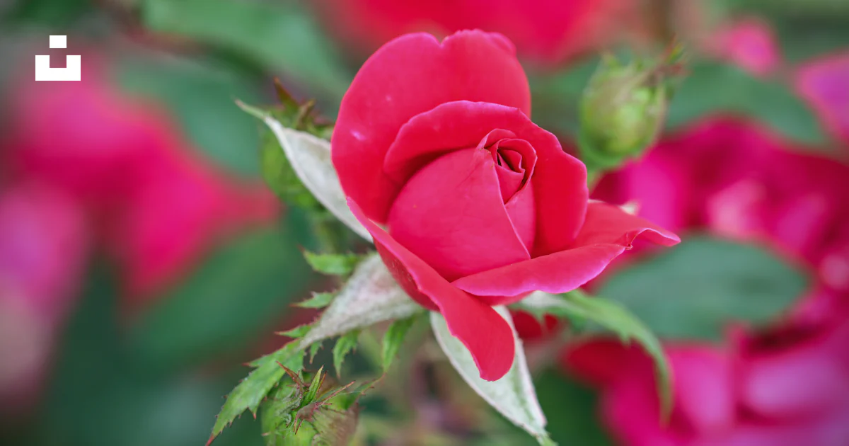 Rosa rosada en flor durante el día foto – Imagen de Rojo gratuita en ...
