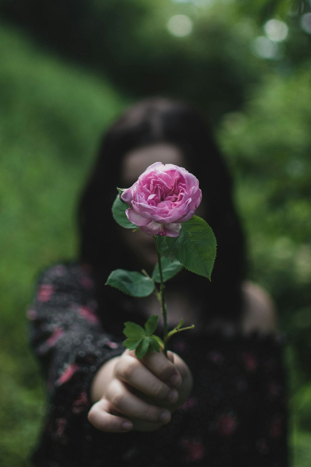 person holding pink rose during daytime