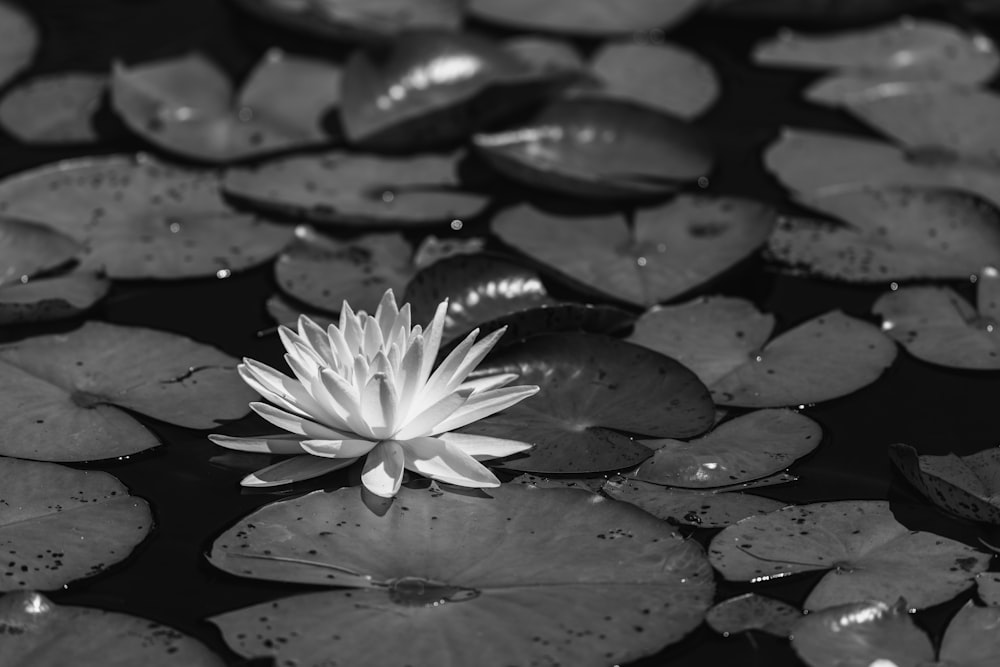 white water lily on water