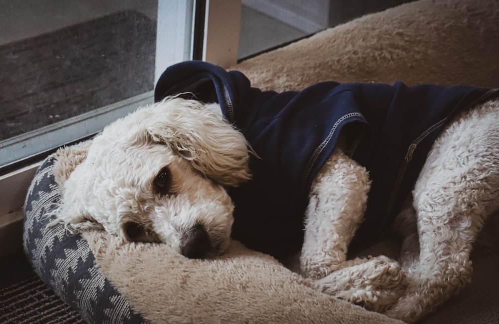 white curly coated small dog on brown textile