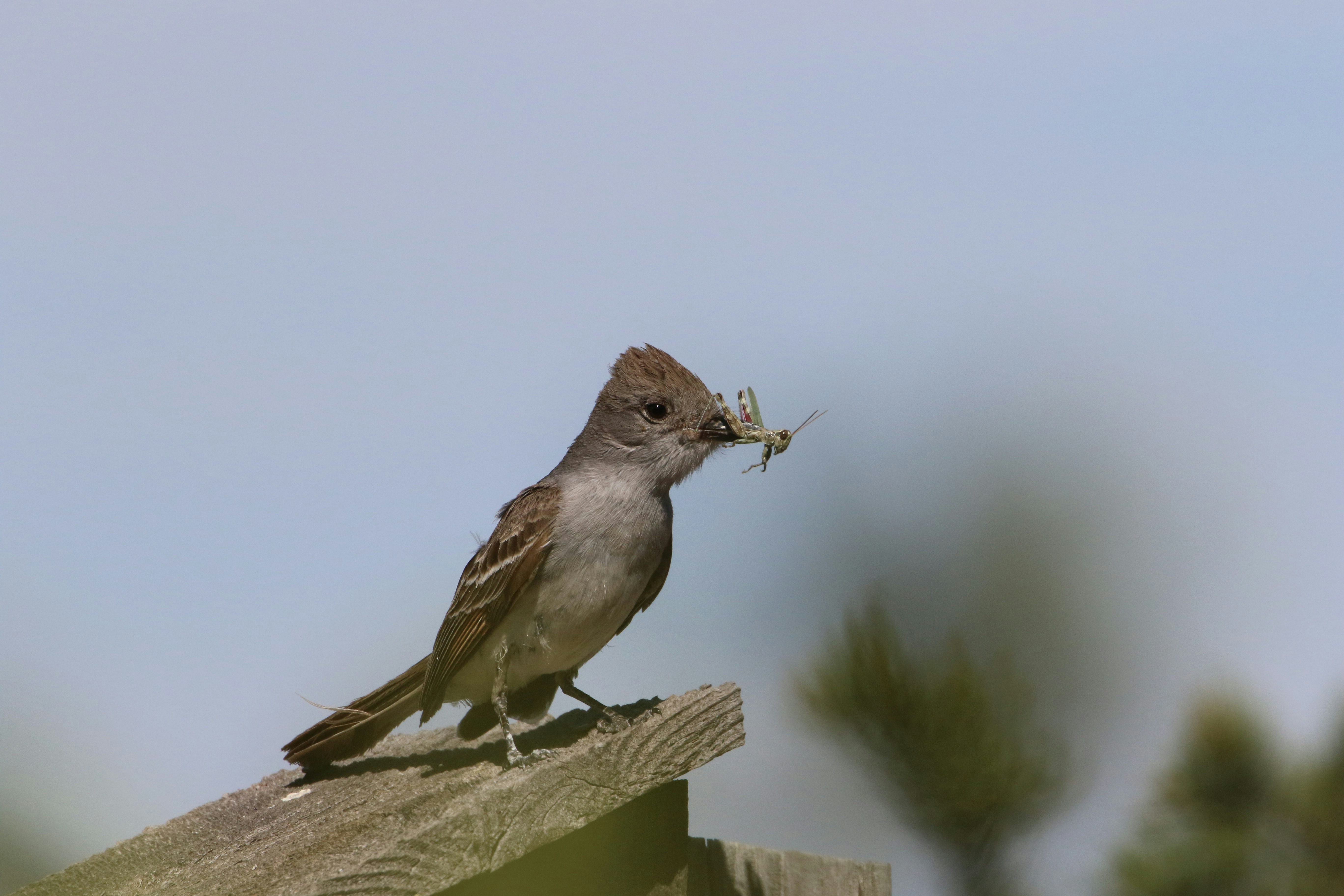 oiseau brun et blanc sur clôture en bois marron pendant la journée