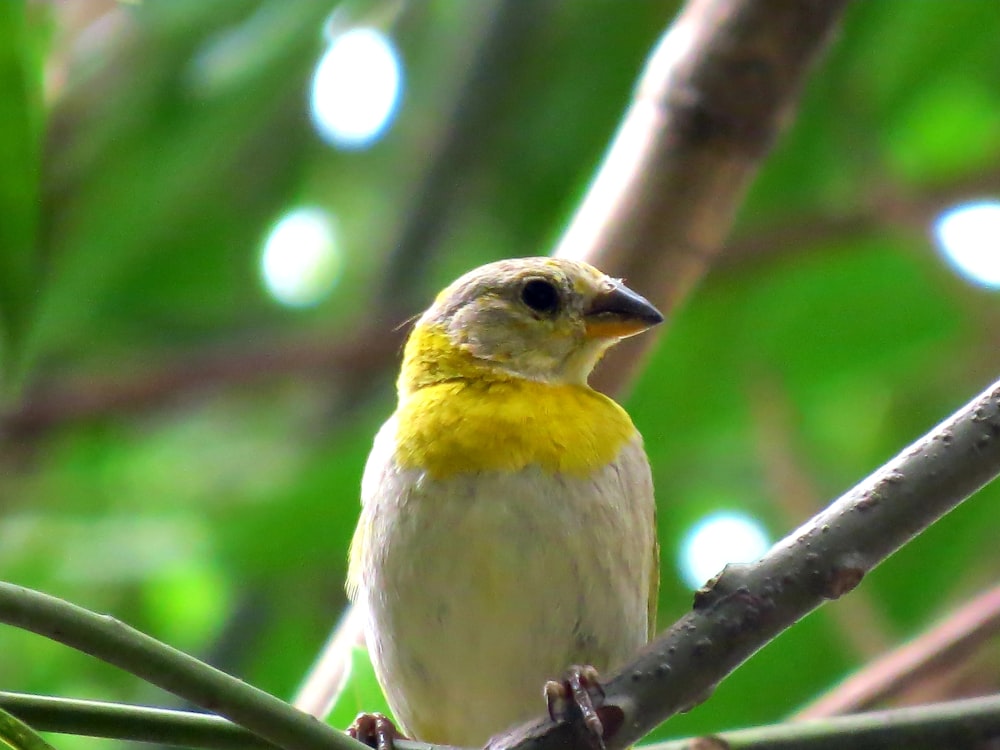 yellow and white bird on tree branch during daytime