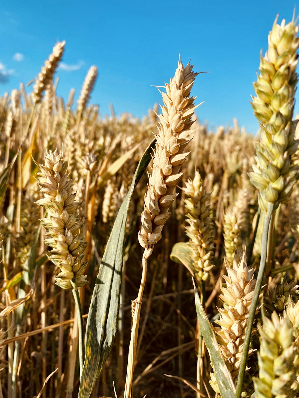 brown wheat field during daytime