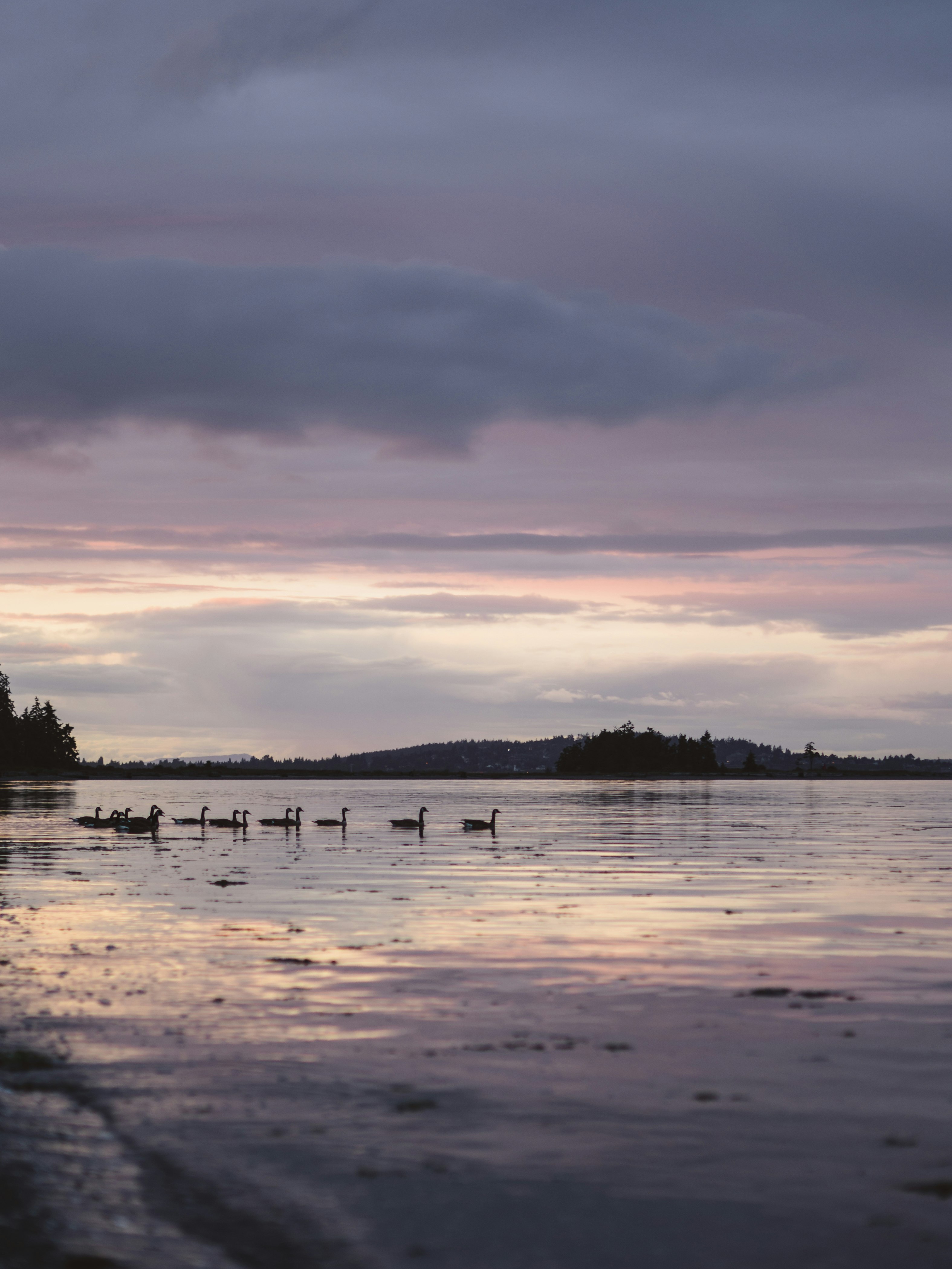 body of water near trees during sunset