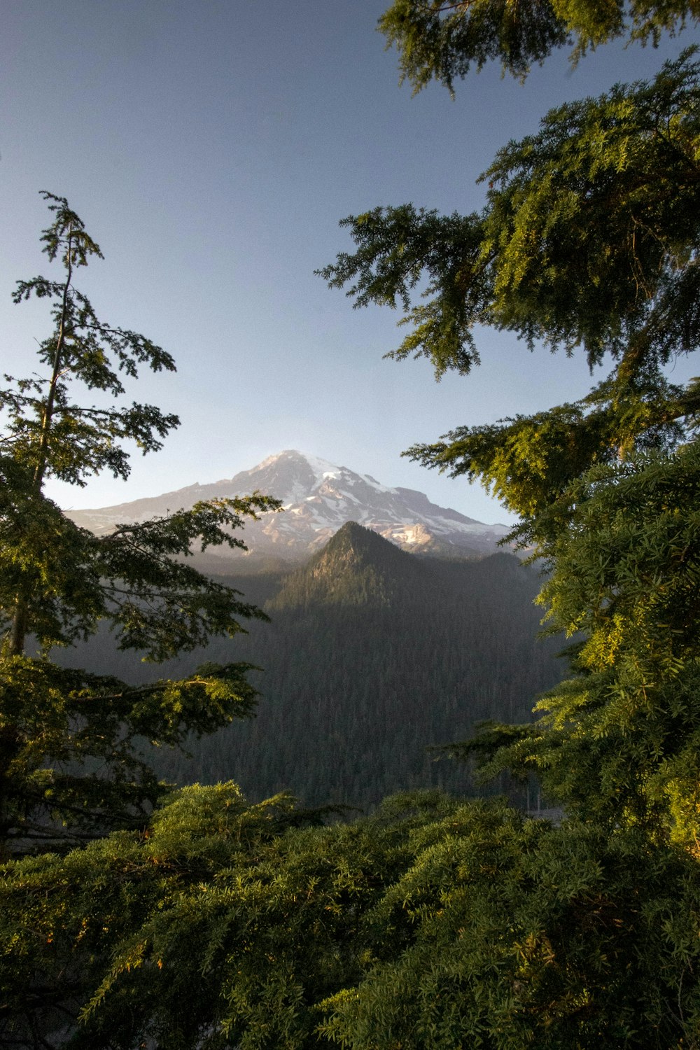 green trees near snow covered mountain during daytime