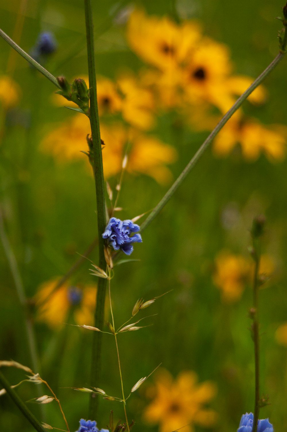 blue flower in tilt shift lens