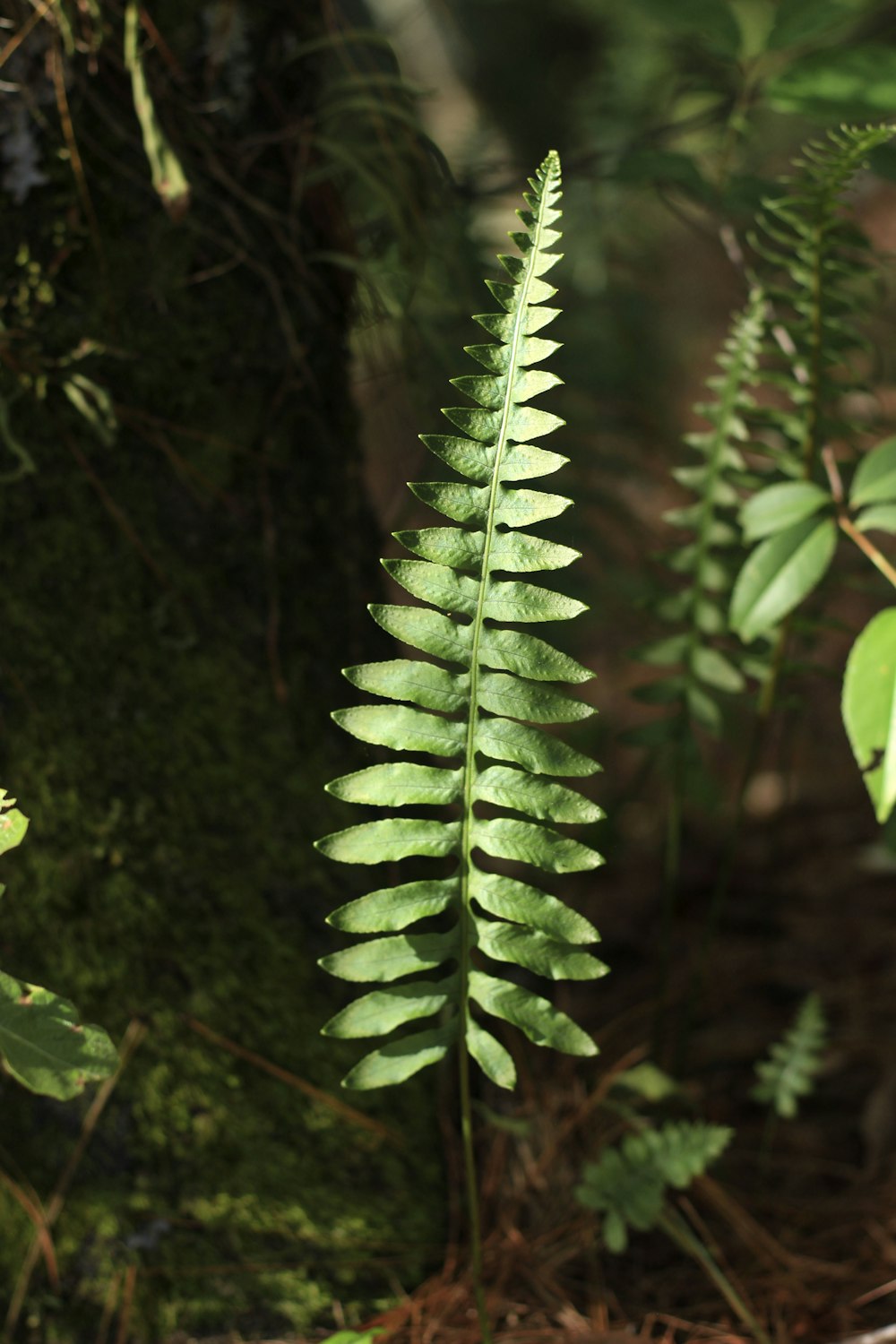 green fern plant in close up photography