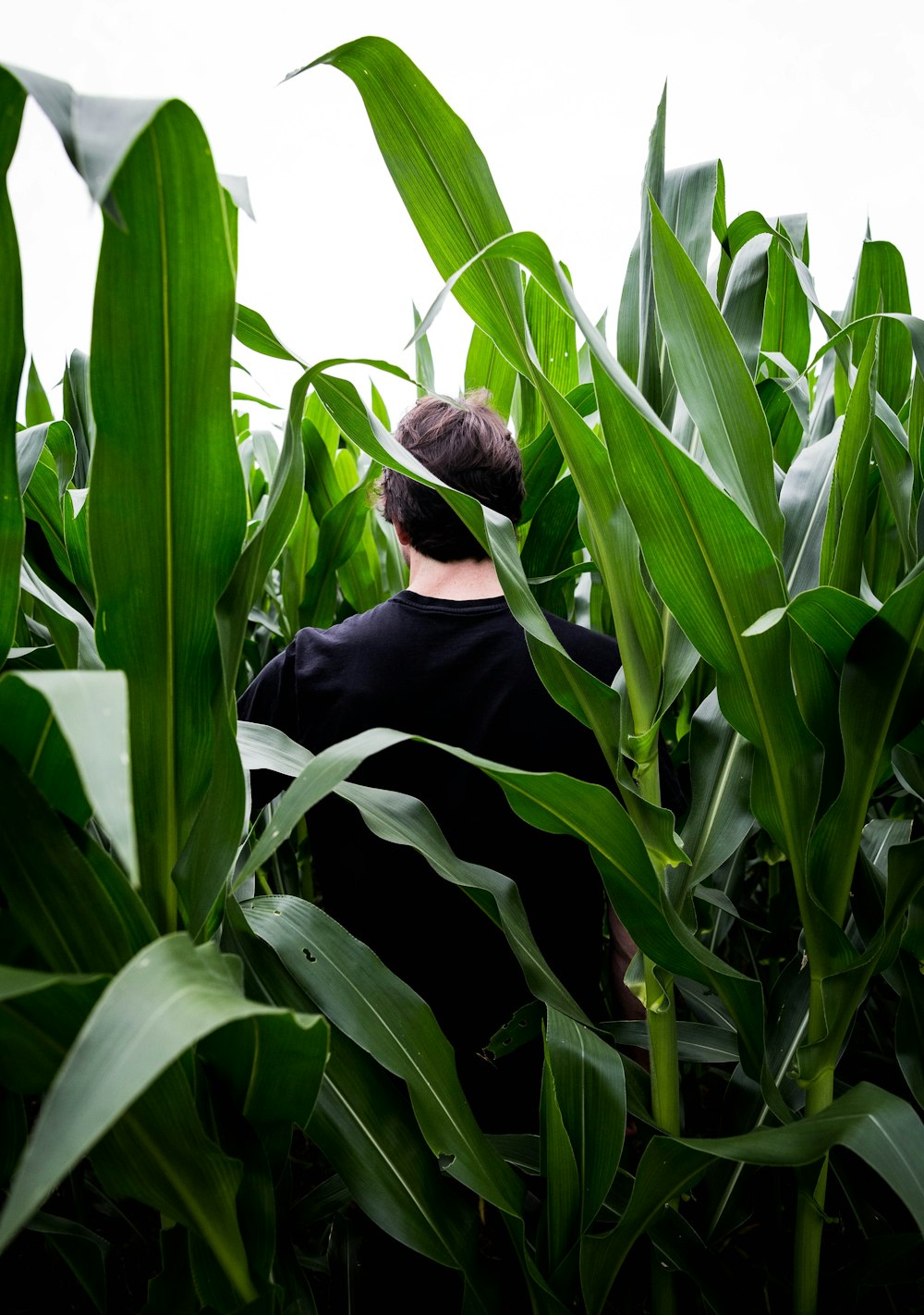 uomo in camicia nera a maniche lunghe in piedi accanto alla pianta di mais durante il giorno