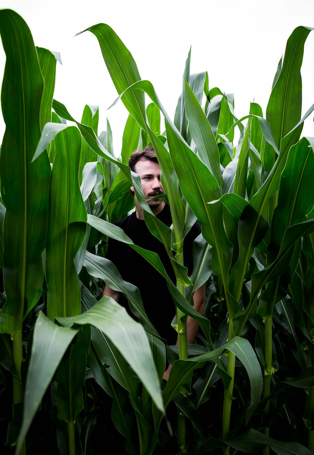 woman in black long sleeve shirt standing beside corn plant during daytime