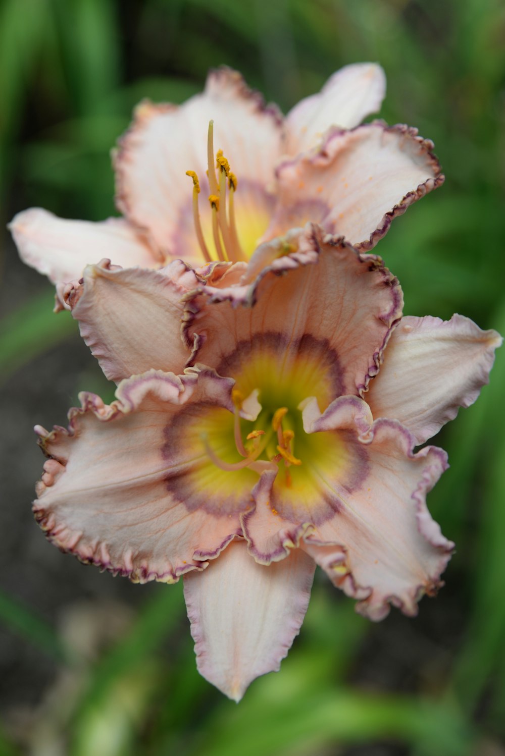 a close up of a flower with a blurry background