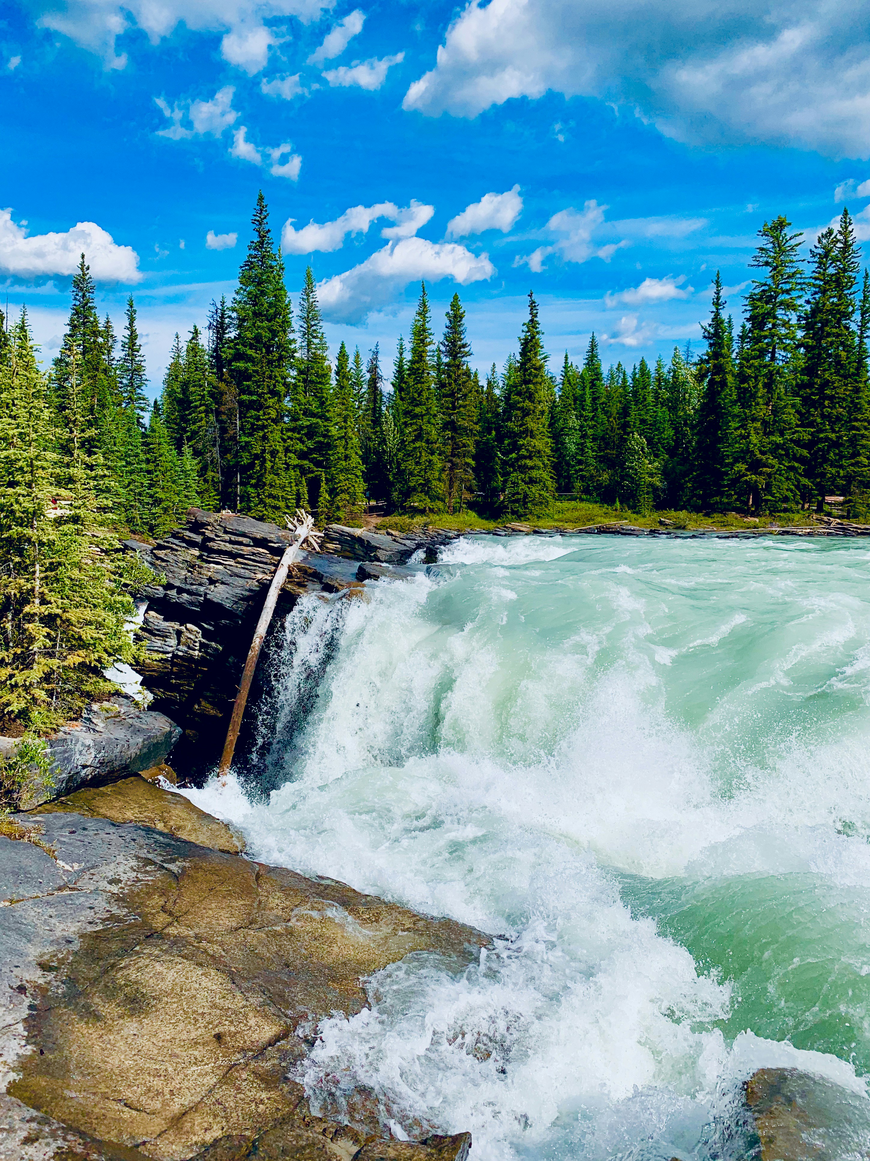 green pine trees beside river under blue sky during daytime