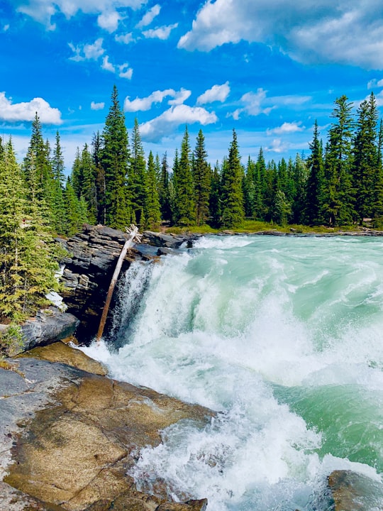 green pine trees beside river under blue sky during daytime in Athabasca Falls Canada