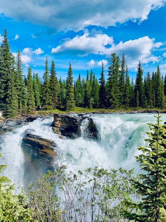 green pine trees near river under blue sky during daytime in Athabasca Falls Canada