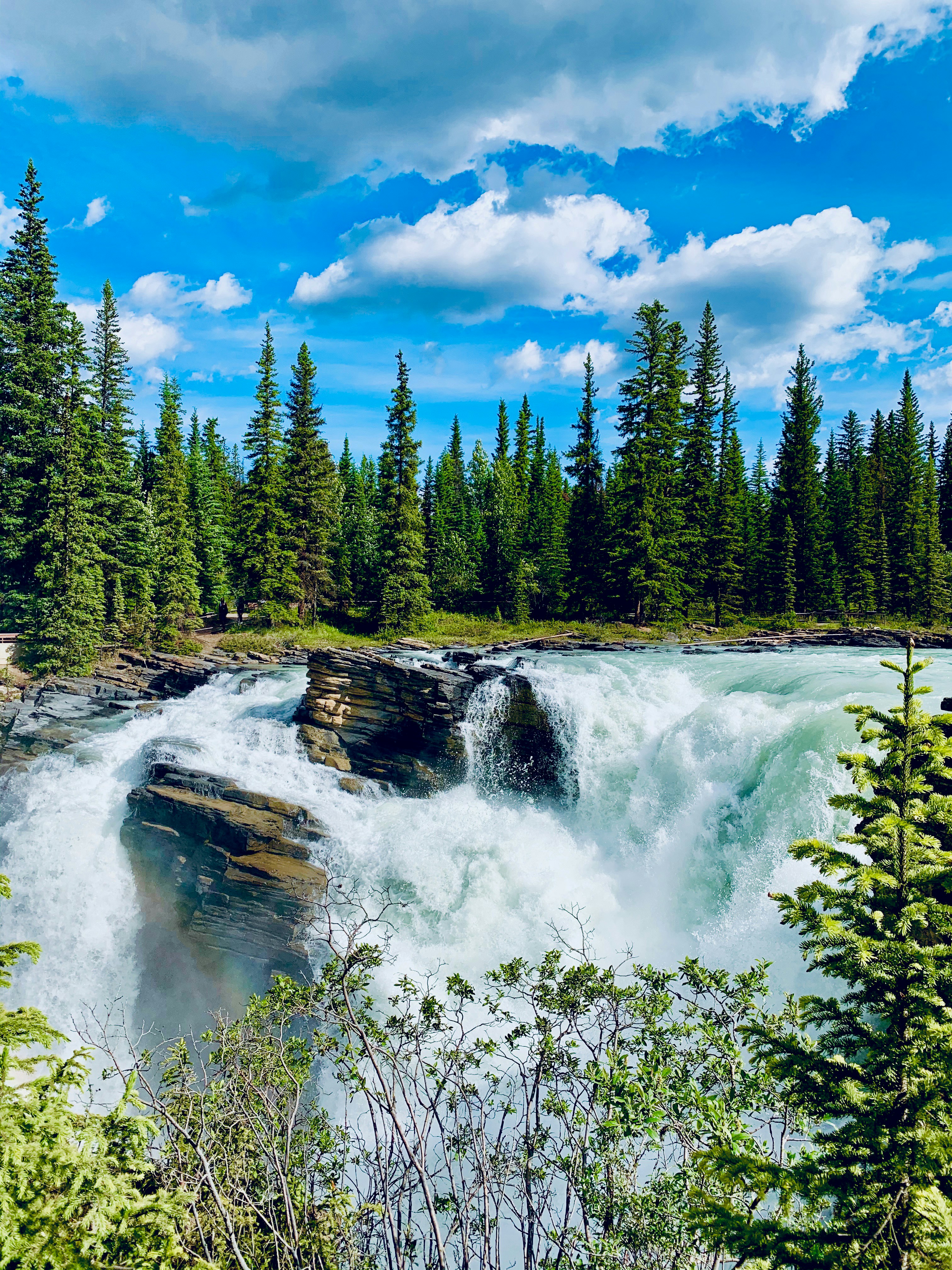 green pine trees near river under blue sky during daytime
