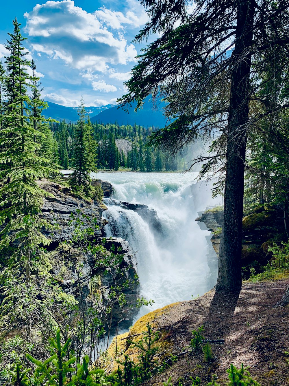 green pine trees near waterfalls under blue sky during daytime