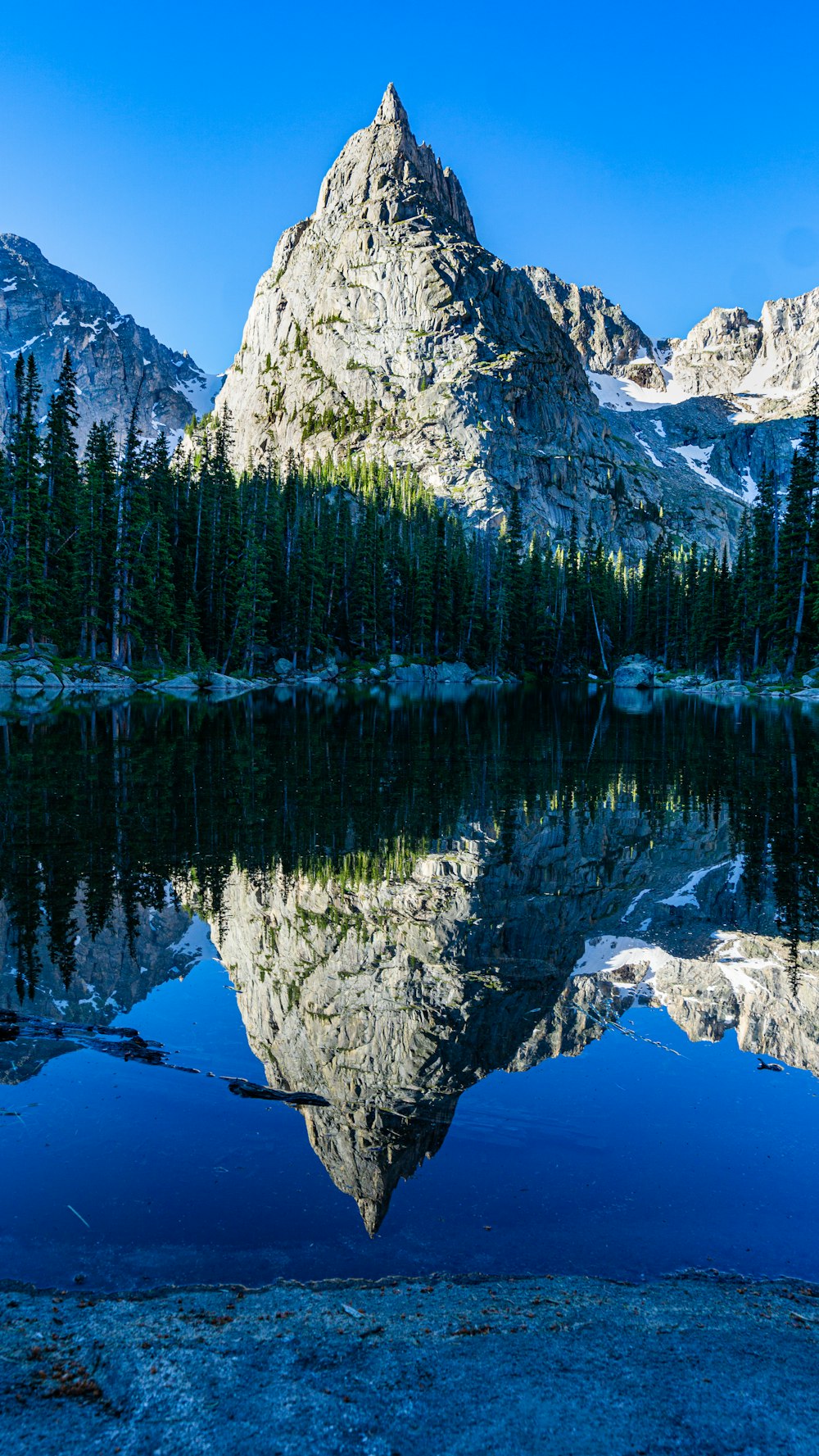 green pine trees near body of water during daytime