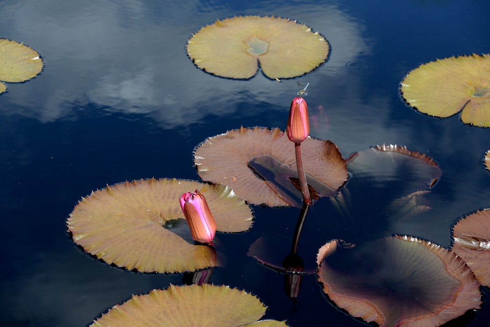 pink and yellow flower petals on water