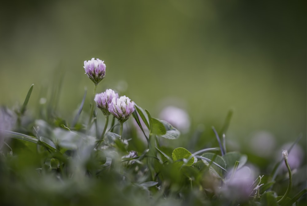 purple flower in green grass field