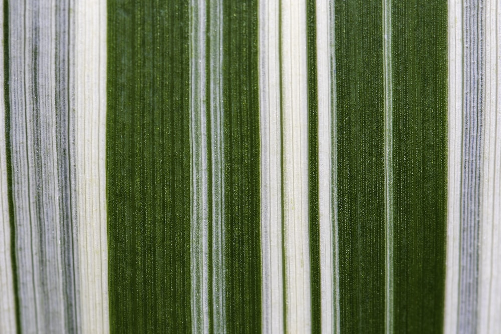green white and black striped textile
