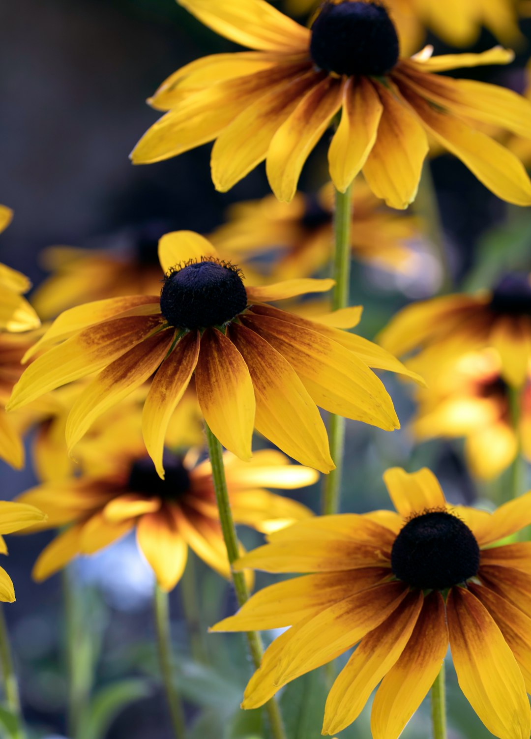 yellow sunflower in close up photography