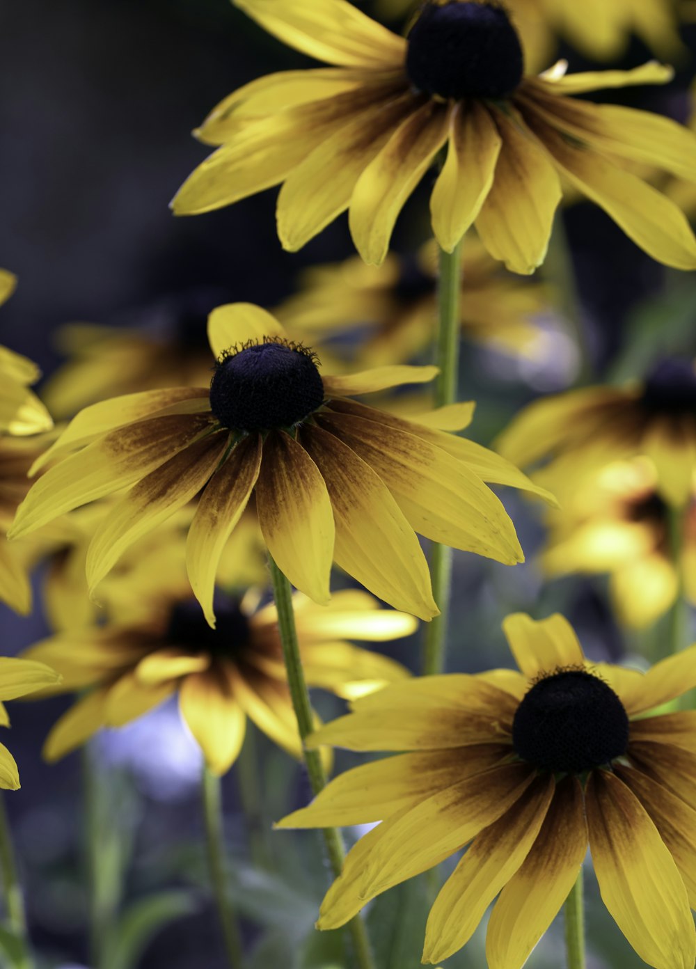 Girasol amarillo en fotografía de primer plano