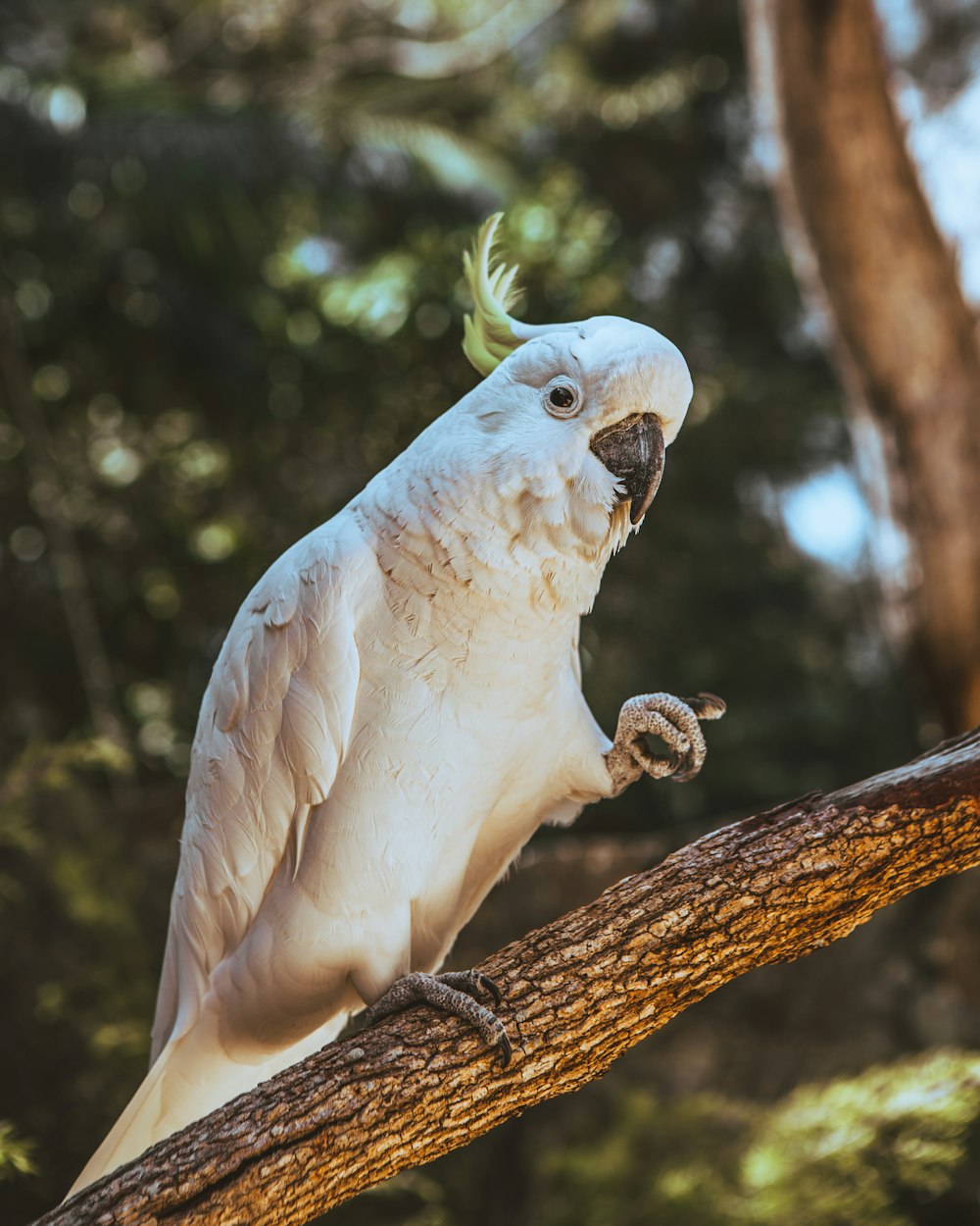 white bird on brown tree branch during daytime